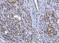 Anti-YY1 Antibody Picoband™ (monoclonal, 2C10F9)